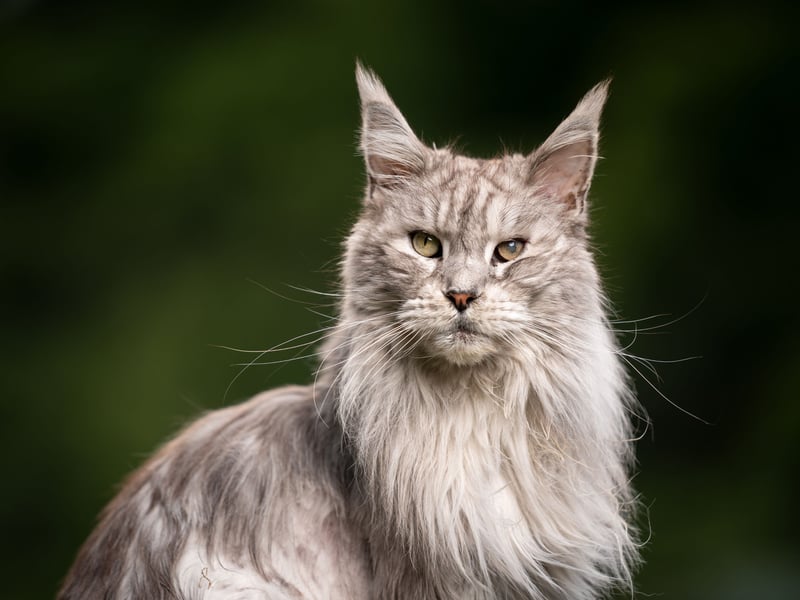 Second spot goes to the Maine Coon, which originated in the US state from which is takes its name. Known for having dog-like characteristics, they have a beautiful thick coat of hair and a reputation for being gentle giants.