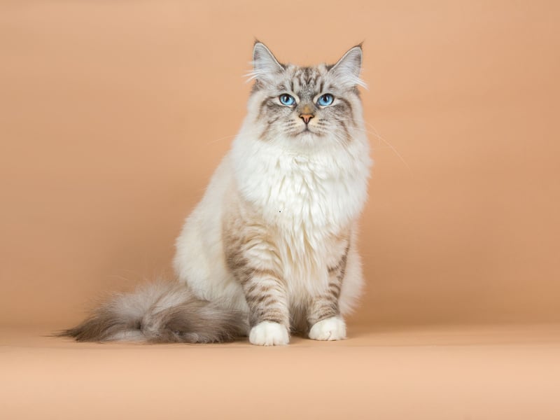 An ancient breed of cat from Russia, the Siberian was only officially recognised as a formal breed by cat registries in the early 2000s. It's the national cat of Russia and has a distinctive bushy tail.