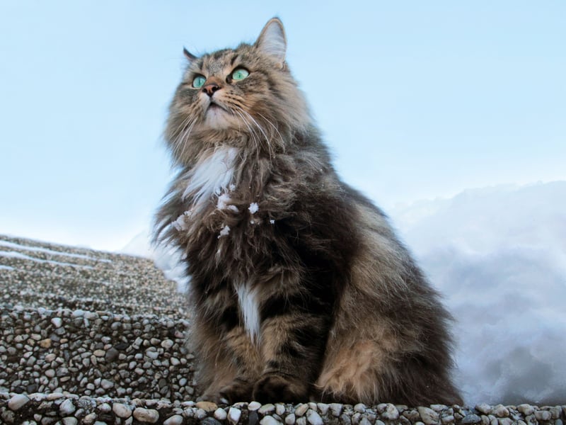 Completing our list of the world's most popular cats is the striking Norwegian Forest Cat., With a thick coat adapted for the cold climate of its homeland, these cats are thought to have been brought to Norway by the Vikings as long ago as 1000AD. They nearly went extinct before a boost in popularity saw the breed thrive in recent years.