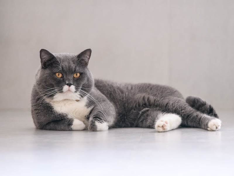 One of the oldest cat breeds, the British Shorthair is the most popular pet cat in its native Britain, accounting for nearly a quarter of pedigree pet cats. They are known for thier laidback nature, making them wonderful feline companions.