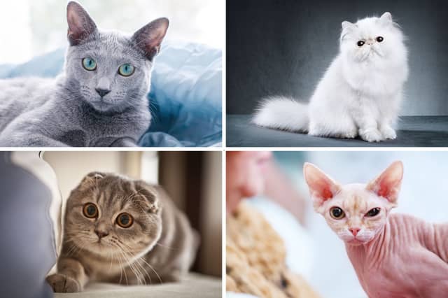 Four of the world's most popular breeds of cat.