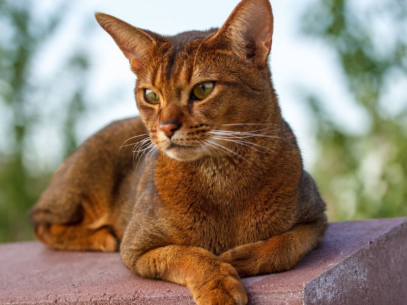 Taking its name from Abyssinia, the country now known as Ethiopia, where they were first exported to Britain, the Abyssinian used to be a fairly rare breed, but has rocketed in popularity in the last decade or so. These cats tend to stick to their owners like glue and love to play.