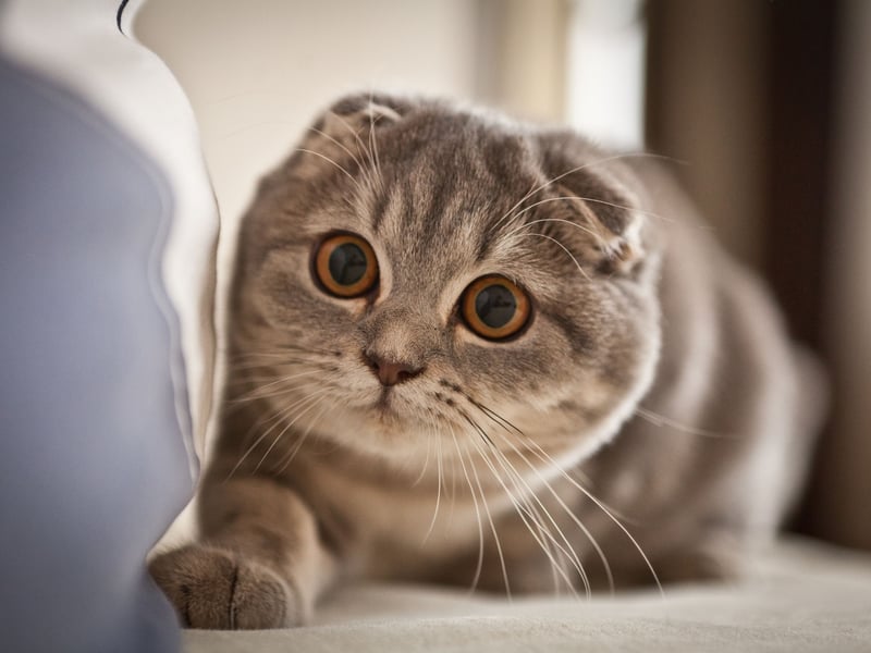 Taylor Swift's favourite breed of cat is named after its distictive 'folded' ears caused by a genetic mutation. This is a feline that is so affectionate that it really doesn't like being left alone - preferring to be curled up on or against its beloved owner at all times. If you want a cat that you can leave in the house while you go out to work, the Scottish Fold probably isn't the breed for you. Prospective owners should also be aware that due to the selective breeding this cat is prone to Osteochondrodysplasia (Scottish Fold Disease), causing abnormal bone growth and skeletal deformities, arthritis and severe pain.