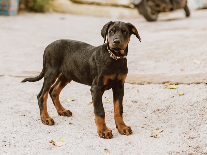 The Dobermann has a bite force for this dog is 229 psi and makes a great watch dog - although they are a breed best avoided by families with young children.