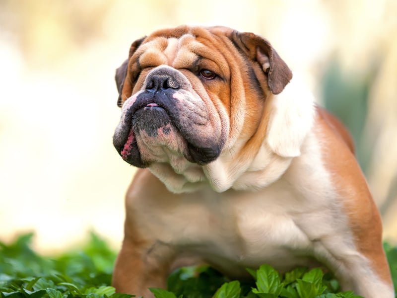 The Bulldog may have a bite force of 210 psi, but their friendly and loveable nature means that they have little in the way of aggression.