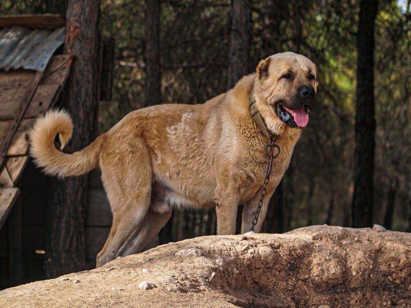 The Kangal has the strongest bite of any breed of dog - a hefty 734 psi. This makes them particularly good at guarding livestock from predators in their native Turkey, but the breed is also known to be a great family dog if properly trained, getting on particularly well with children.