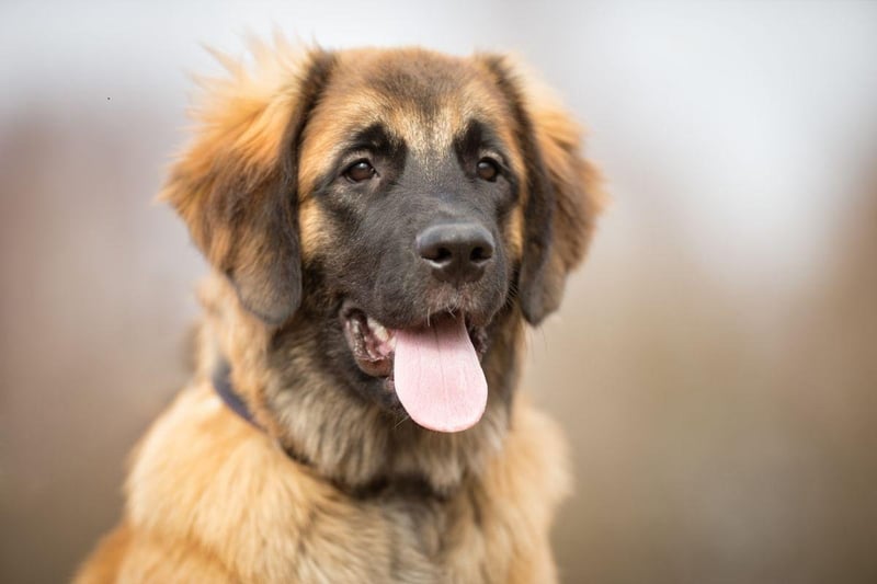 Another gentle giant, the Leonberger is most likely to use its 399 psi bite to chew sticks, toys - and maybe its owner's shoes.