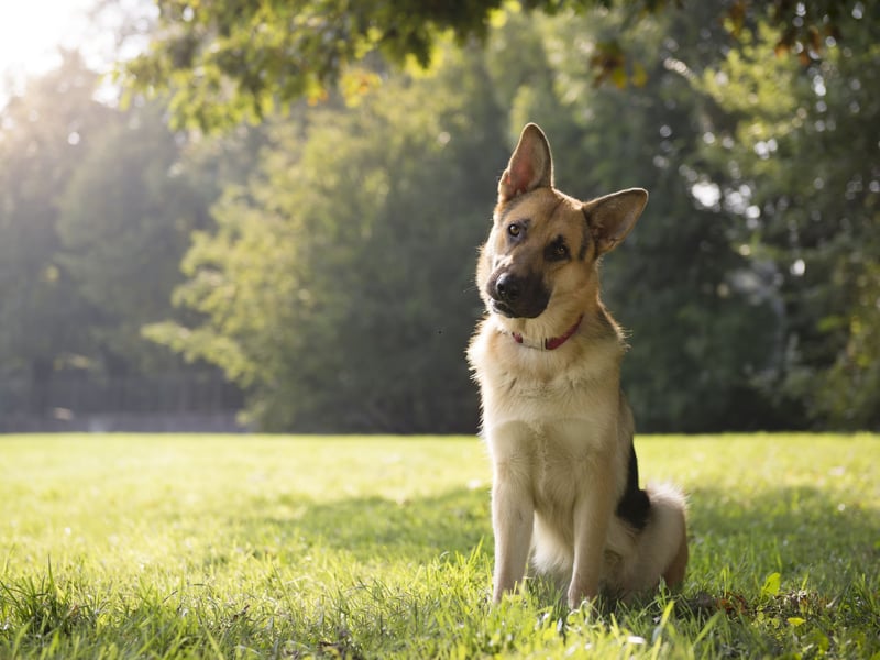 Famously one one of the top dogs for police forces and armies, the German Shepherd can apply a bite of 238 psi if required to during service.