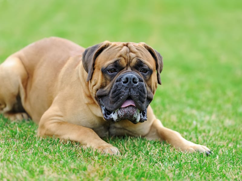 The Mastiff's (also known as the English Mastiff) impressive 552 psi bite has been used to great effect over the years in everything from guarding villages to hunting wolves. Now they are more often gentle giants used as family dogs.