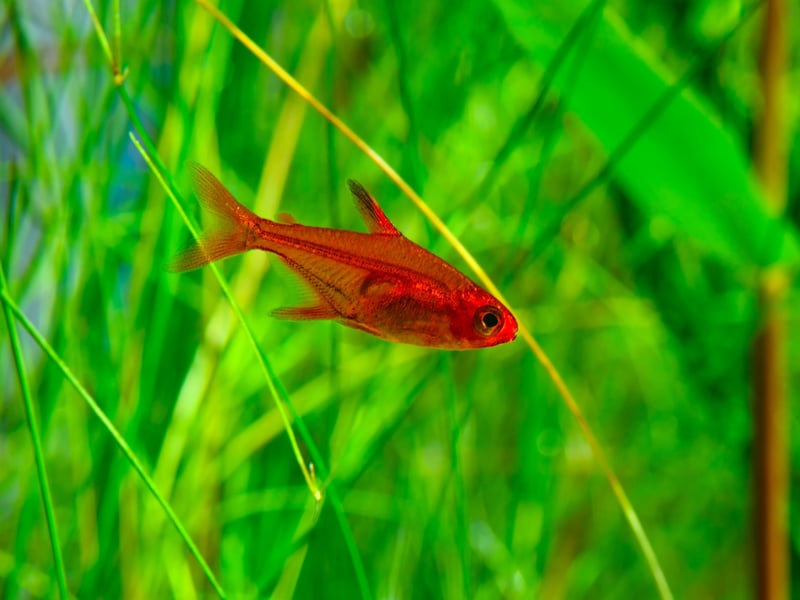 If you are looking for a decent-sized school of fish to dart around your small tank then the tiny Ember Tetra is worth consideration. Smaller than other tretras they are easy to look after and provide great colour for your aquarium.