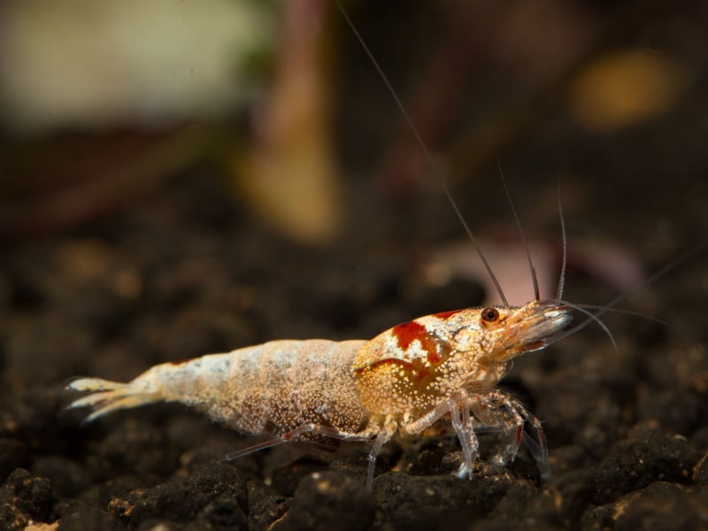 They may not be fish, but tiny Crystal Bee Shrimp make a great addition to any aquarium. It's fascinating to see then scuttling around the bottom of the tank and they don't tend to bother the fish.
