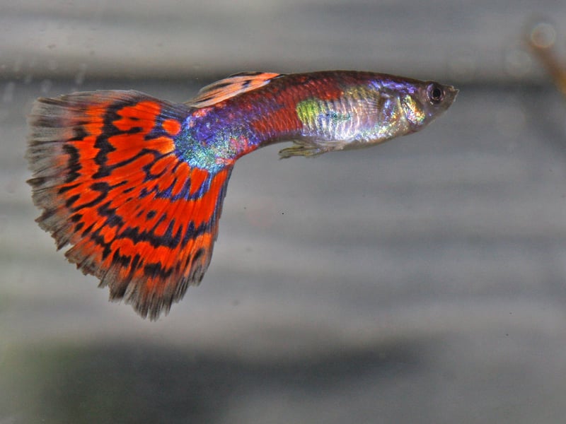 The beautiful Guppy is one of the most low maintenance tropical fish out there - and will happily live in a small aquarium amidst other species. Also known as the Millionfish or Rainbow fish - which have large multi-coloured tails and originally come from northeast South America. In common with some other common aquarium fish, they live-birth their young, rather than laying eggs. Many first time fish owners have been delighted to wake up one morning to find tiny Guppy babies have arrived overnight.