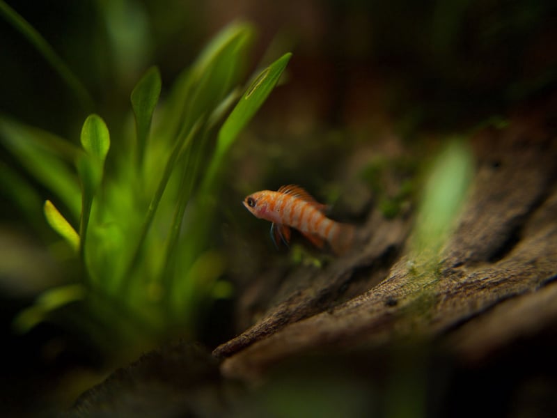 Another tiny nano fish, female Scarlet Badis barely reaches a single centimetre in length, with males only a little bigger, meaning a smaller tank will not be a problem. They can be fairly sensitive to changes in acidity, so regular ph tests are a must.