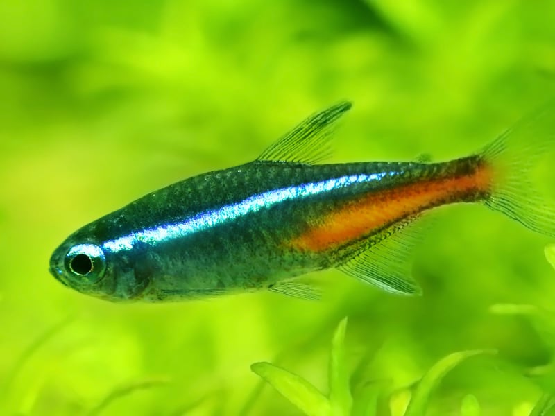 The Neon Tetra is the UK's (and probably the world's) most popular tropical fish and a great choice for a small tank. The tiny fish's bright red and blue colouring and ease of care are a winning combination for beginners. They originally come from backwater streams in the Amazon basin in South America. They are schooling fish so there should be a minimum of six in a tank - although with a small aquarium you'll not be wanting that many more.