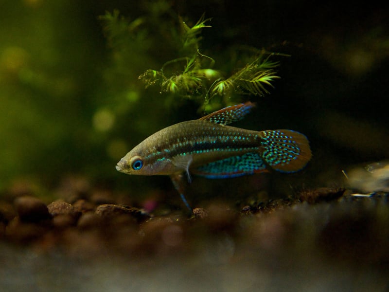 More than living up to its name is the half inch-long Sparkling Gourami, with a rainbow of colours glinting from its glitterball body. They are fine in a modestly-sized tank, although make sure you have some live vegetation for them to enjoy zipping between.