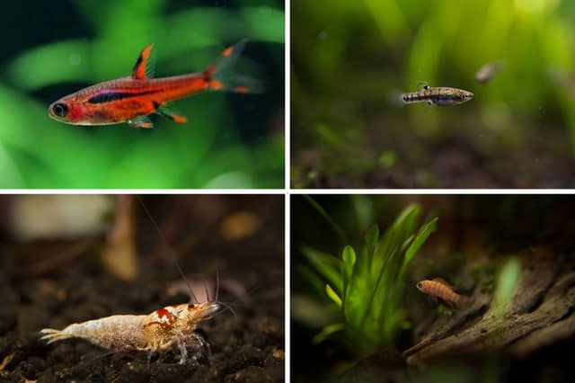 Some of the best breeds of tropical fish for small tanks.