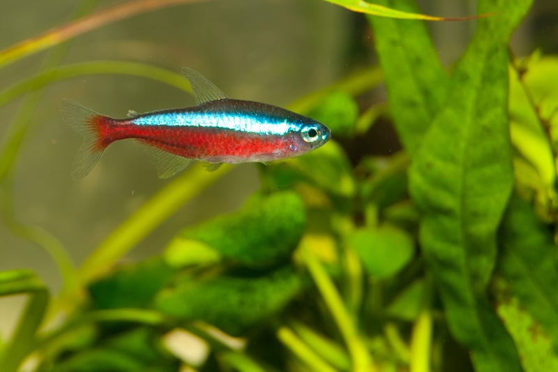 Almost identical to the Neon Tetra, but with a distinctive red lower half of the body and an even more vibrant blue stripe, the Cardinal Tetra is slightly less popular - and more expensive - because it is more difficult to breed in captivity. It's still just as easy to look after though - and still ideal for those with a smaller aquarium.