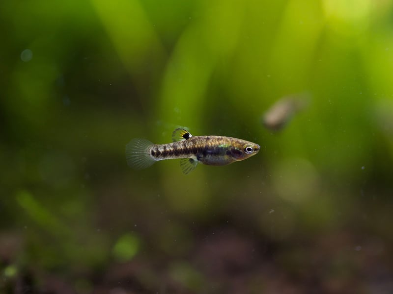 Used to living in stagnent, muddy water in their native North America, a clean five litre tank is positively luxurious for the Least Killifish. There's no problem with space either - they are the seventh smallest breed of fish in the world.