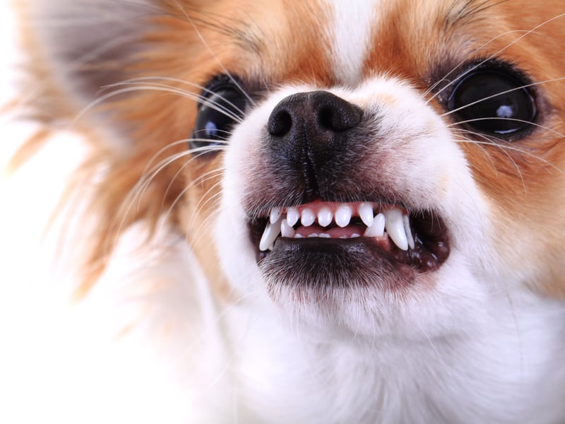 A classic example of small dog syndrome, the Chihuahua has a tiny body but a big attitude. Regular unpredictable bouts of aggression are not uncommon, meaning they are not a good choice for families with small children. 