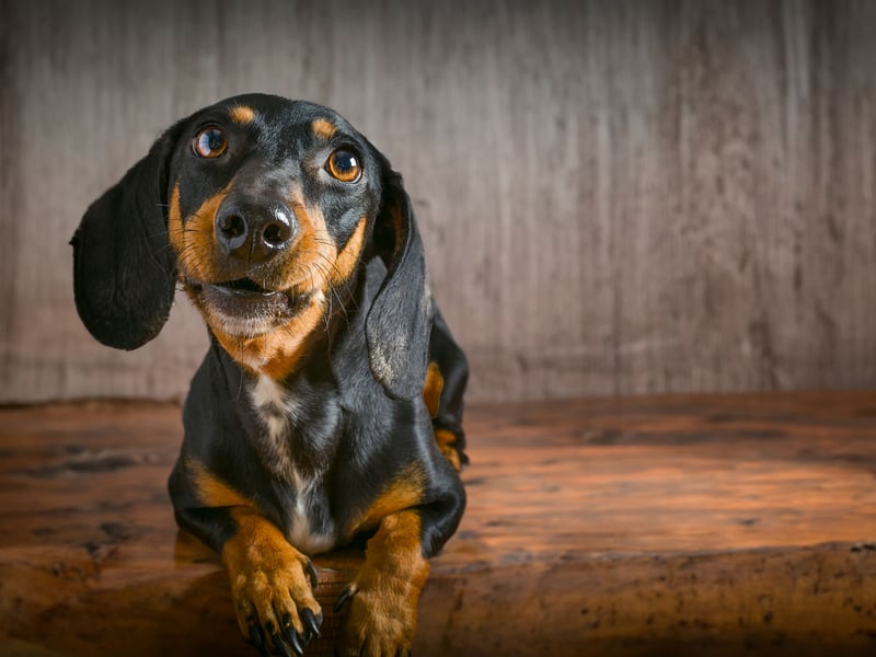Ask any Dachshund owner and they will confess that their adored pup isn't always the easiest pet to have in the house. Sausage Dogs are notoriously badly behaved and are not averse to turning to snarls, growls and nips if they aren't getting their own way.