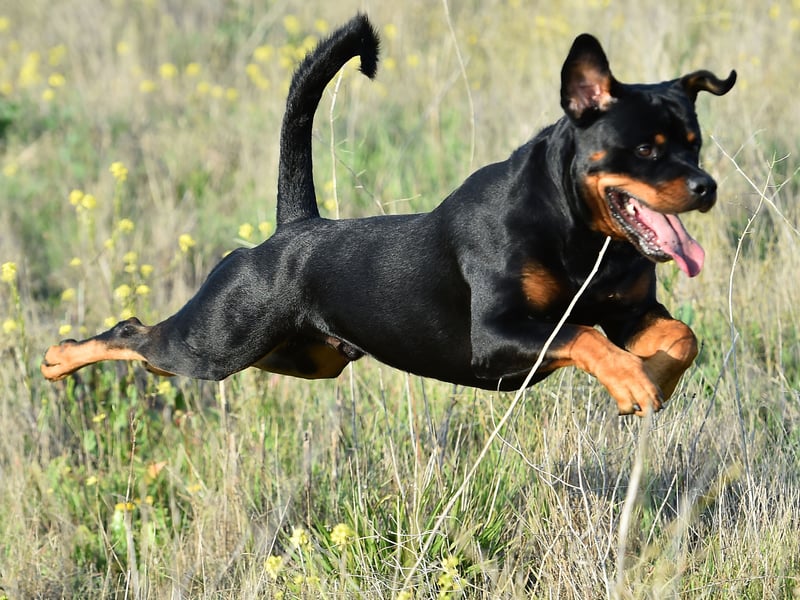 While the Rottweiler's reputation for aggression is slightly unfair, it is a breed of dog that has the potential to be aggressive. The dog's upbringing is key - a well-trained Rottweiler with an experienced owner can be a placid and loving dog, but this isn't a breed for novices. 