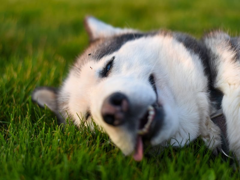 The Siberian Husky has been bred to pull sleds over miles of frozen tundra. If they aren't kept busy then their excess energy can spill over into aggression. In short, this isn't the dog for you if you don't have plenty of time to exercise them and keep them mentally stimulated.