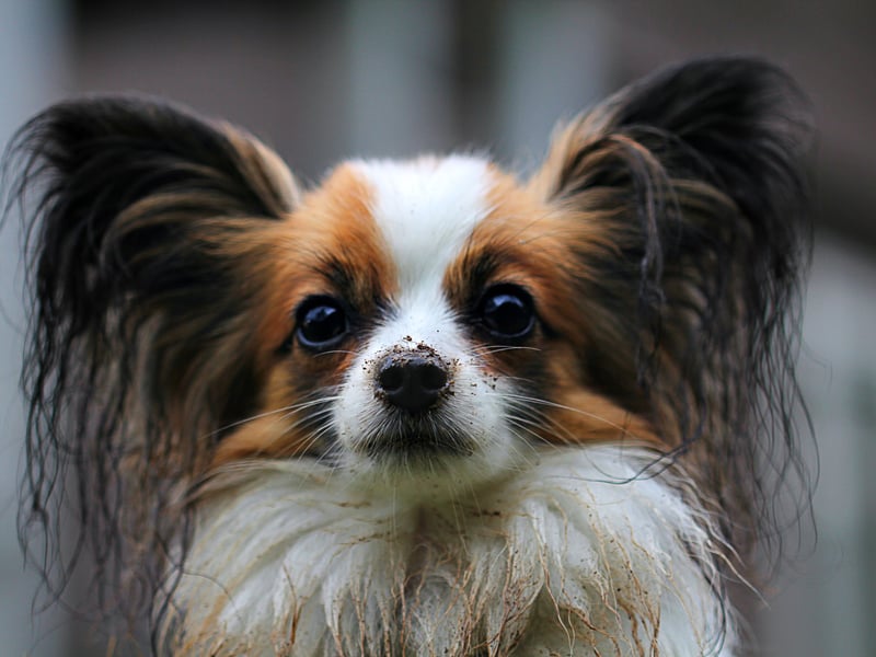 The key with the Papillon is to socialise them at an early age - otherwise they can become aggressive towards both people and other dogs. Get the training right though, and they can be playful and affectionate pets.