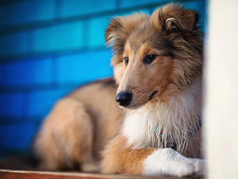 The elegant Rough Collie probably isn't what most people think of as being an aggressive dog. It came as a surprise to researchers from the University of Helsinki when they carried out a survey of 9,000 dog owners and found that this breed topped the table. 
