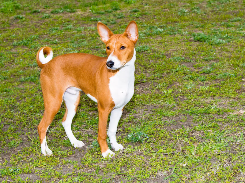 The Banenji famously doesn't bark but it's extreme territorial instincts can lead to problematic aggression - particularly towards other dogs. You also wouldn't want to leave them alone with a small pet like a rabbit or hamster - these are dogs with a sky-high prey drive.