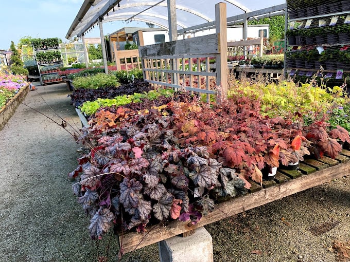 Chloe Baxter said: "We have used east Keswick garden centre many times over the years. We have bought many beautiful shrubs/ plants and trees. We have both collected items ourselves and had larger items delivered to us. The staff are always friendly and happy to advise. Owner is very knowledgeable and helpful."