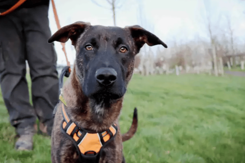 These 17 cute dogs and puppies at the Dogs Trust are looking for homes ...