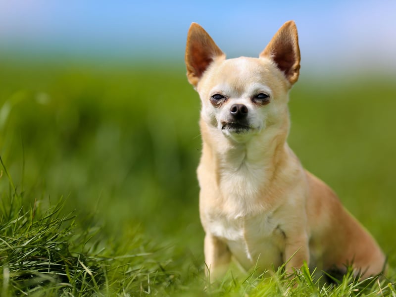 Chihuahuas are perfect dogs for those living in flats but they really hate being left alone. A Chihuahuas missing human company can become destructive or even aggressive when left behind at home.