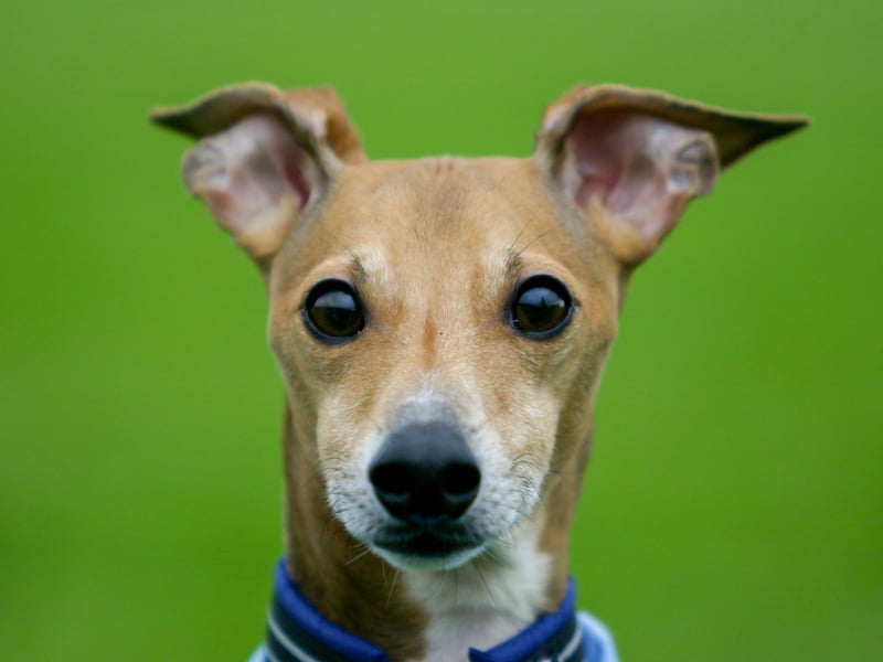 The diminutive Italian Greyhound requires surprisingly little exercise - a single runaround each day should be plenty - and so can be great pets for those who want a pet that's happy to stay indoors much of the time. Don't presume this makes them pets that can be left for long period though - do so and they are likely to become destructive, noisy and even aggressive.