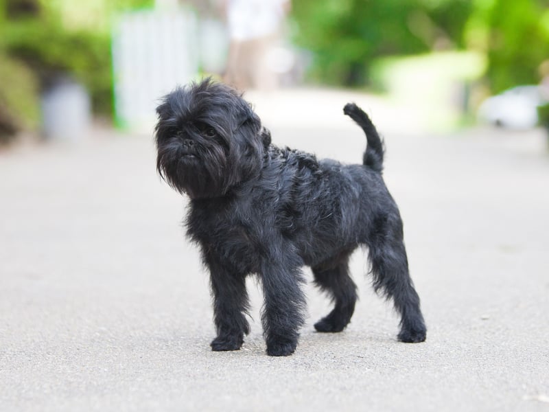 Another small breed that can suffer from separation anxiety, the Affenpinscher simply loves its owner so much that it hates to see them go. Leave them alone for long and you may well come home to a mess on the carpet as stress takes over.