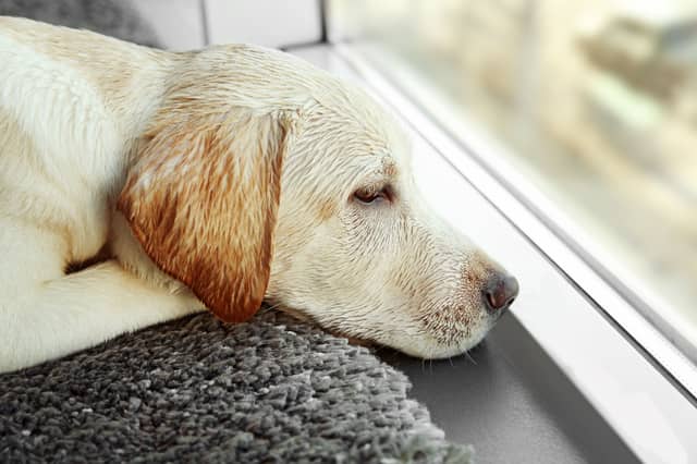 Some dogs just hate it when their owners leave them home alone.