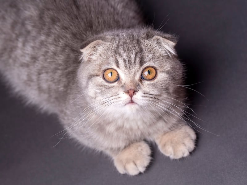 These cats are known for their folded ears and ‘round’ appearance. All breed individuals carry a genetic defect leading to generalised osteochondrodysplasia, an abnormality of cartilage and bone that leads to severe joint deformity and early onset osteoarthritis. Scottish Folds are not recognised by the Governing Council of the Cat Fancy (GCCF) for pedigree registration due to these welfare concerns.