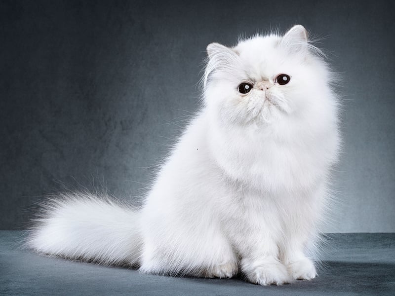 Extreme flat-faced Persians display the brachycephalic features which can lead to protruding eyes which are at greater risk of nonreal injury. They are also likely to get infections (dermatitis) from facial skin folds, compressed airways which cause difficulty breathing and a deformed jaw which can predispose to dental disease - making normal behaviours such as eating and grooming more difficult.