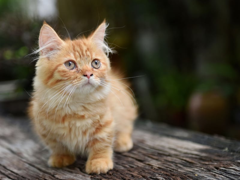 Munchkin cats have a form of dwarfism and suffer from joint deformities which can reduce their mobility (and ability to exhibit normal cat behaviour) and can lead to spinal problems and early onset arthritis