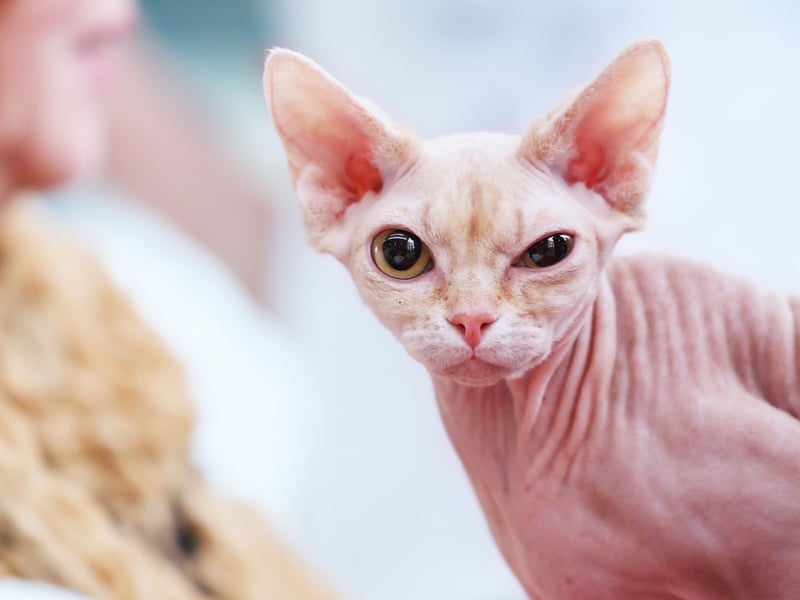 Hairlessness breeds like the sphynx, when severely wrinkled, are prone to skin problems, sunburn and have reduced insulation.