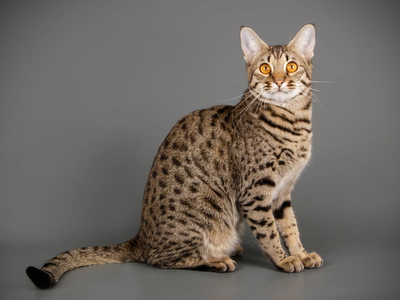Wildcat hybrids - like the Savannah Cat - which occur from crossbreeding domestic cats (Felis sylvestris catus) with exotic wildcats of a different species will lead to a cat which has a mixture of wild cat and domestic cat genes. This can lead to unknowns about the temperament and behaviour of the cat and they can be more aggressive or territorial which has been known to lead to the death of queens at mating or killing other cats in the neighbourhood if let outside to free roam.