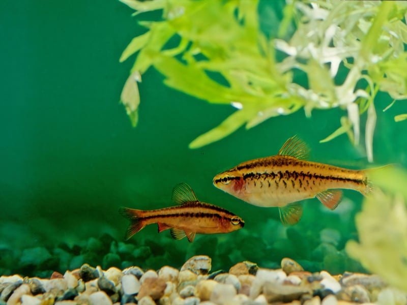 Not all Cherry Barbs live up to their name - only the male is deep cherry red, compared to the female's browny red colour. They are a classic example of a schooling fish that require a particular ration of males to females - one boy fish to every two girl fish is perfect. They are very easy to care for. 
