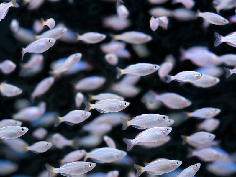 A shoal of Dwarf Neon Rainbowfish add a silvery shimmer to your aquarium. You'll want a minimum of six, with equal numbers of males and females to minimise the risk of aggression. These beautiful fish originally come from the Mamberamo River basin in Indonesia.