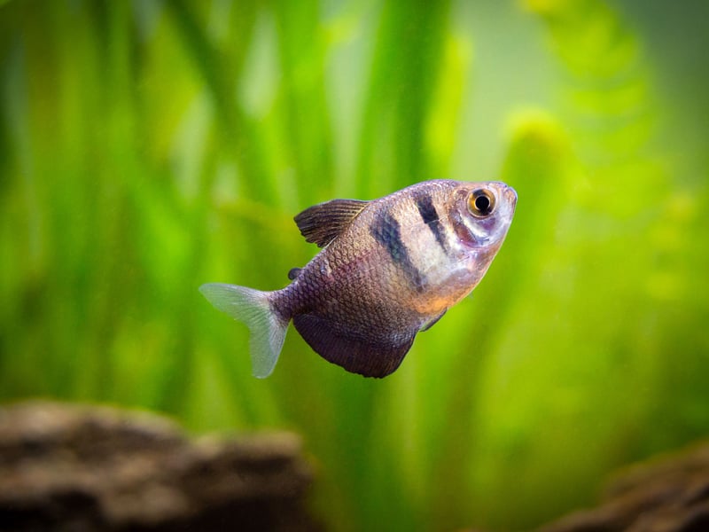 Larger than their Neon Tetra close cousins, the Black Skirt Tetra is a peaceful and hardy schooling fish that can hold its own against larger rivals. It's native to the Paraguay River basin of south-central Brazil, Paraguay and northeast Argentina.