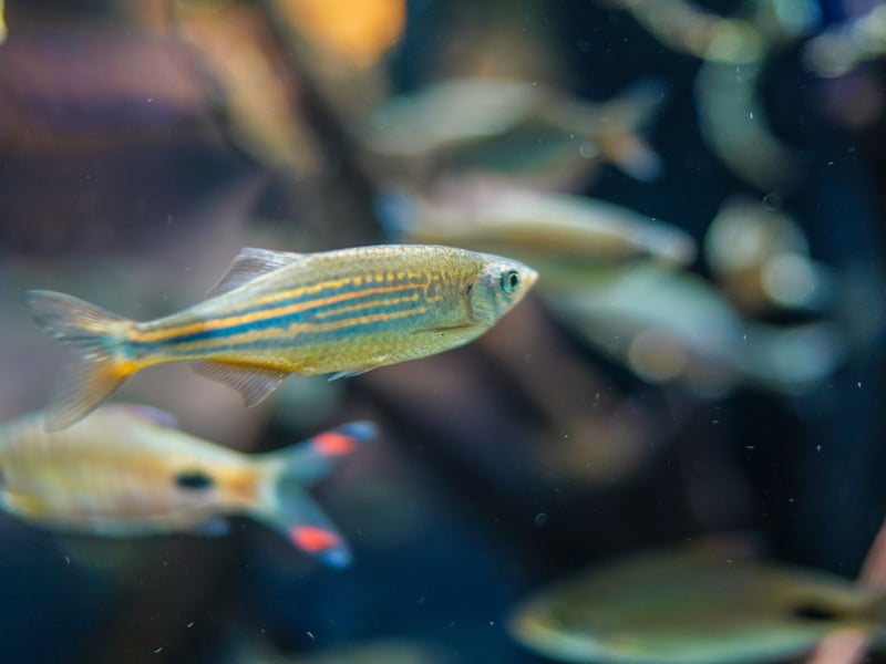 When it comes to aquarium fish, few are as hardy and easy to care for as the Zebra Danio, also known as the Zebra Fish. Another small schooling fish, they'll naturally form a tightly-packed shoal as soon as you introduce them to your tank. These fish will eat pretty much anything so that's one less thing to worry about.