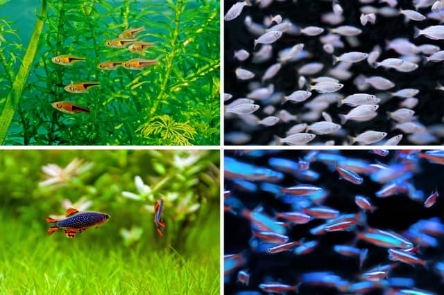 These colourful fish will all naturally form shoals in your aquarium.