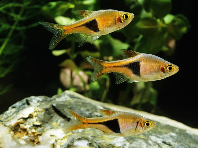 The colourful Harlequin Rasbora is a native of Southeast Asia is a small fish that will form a dazzling school in your aquarium. Get up to 10 of them - they get on well with everyone and are happy to just eat basic fish flakes.