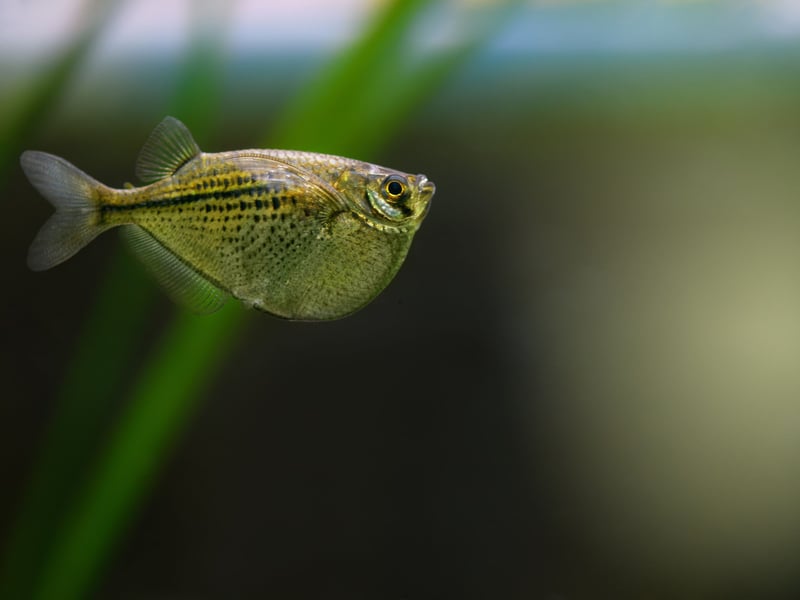If there's not much happening at the top of your tropical tank then a school of Hatchetfish will happily fill that space. These pretty fish swim close to the surface, but watch out as they also enjoy jumping out of the water. This means they are only an option if your aquarium is securely covered.