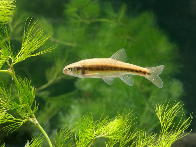 The evocatively-named White Cloud Mountain Minnow gets its moniker from where the originate - the picturesque White Cloud Mountain region in China. They school similarly to the Tetras but are a slightly more unusual aquarium resident.
