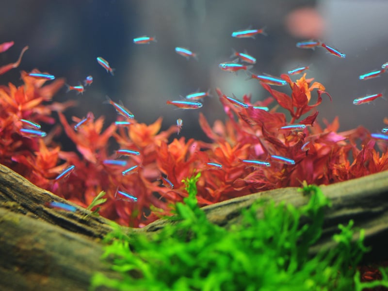 The Neon Tetra is the UK's (and probably the world's) most popular tropical fish - and is the epitome of a schooling fish. The tiny fish's bright red and blue colouring and ease of care are a winning combination for beginners. They originally come from backwater streams in the Amazon basin in South America. You'll need a seperate tank if you want to breed then though.