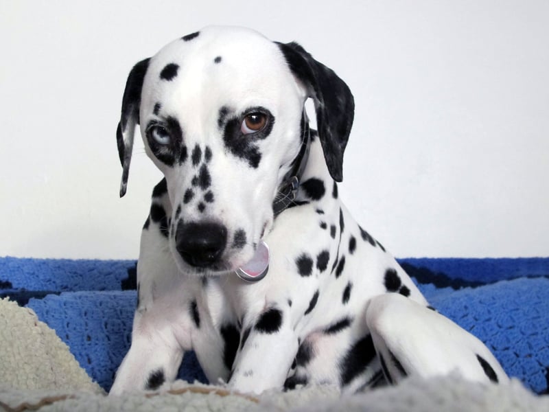 Another breed of 'velcro dog' the Dalmation shouldn't be left alone for more than two hours. If they suffer from separation anxiety you'll know because they'll destroy anything they can get their paws on.